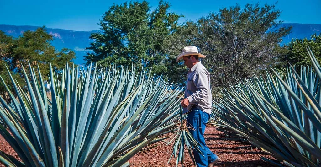 Tequila z pohledu legislativy: co skutečně znamená "100% agáve" a proč se nesmí vyrábět mimo Mexiko?